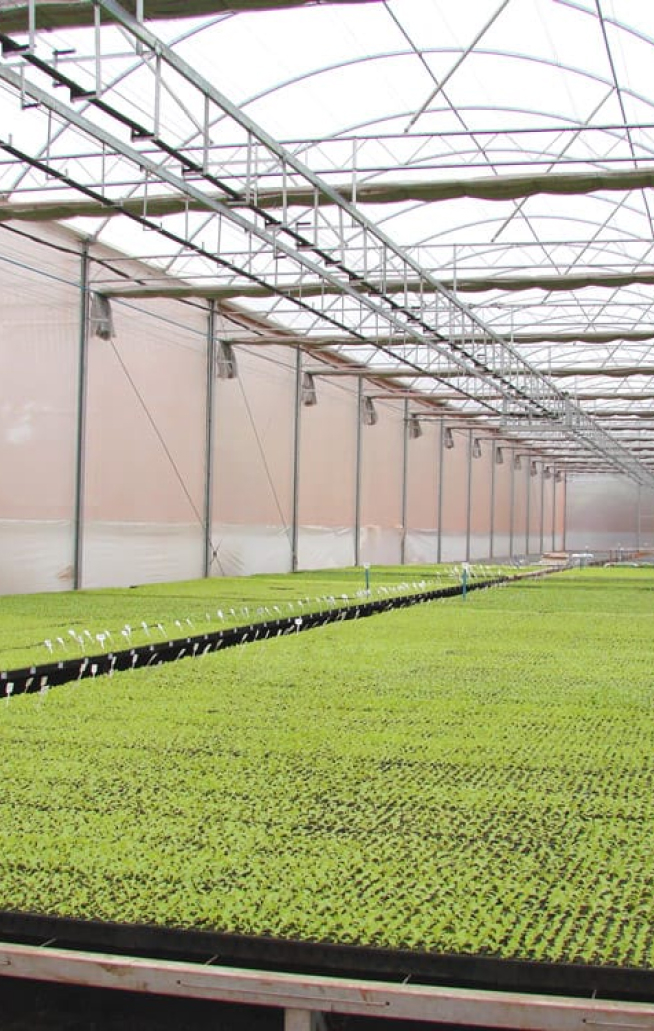 Estufa com plantas