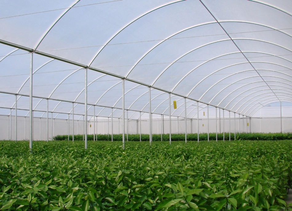Estufa alta de grande com plantas dentro