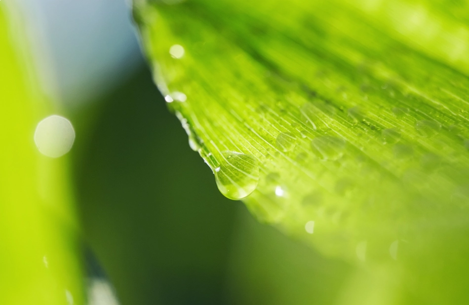 Folha com uma gota de água