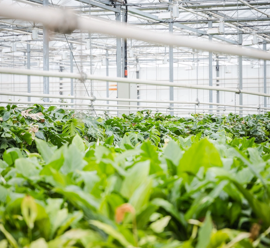 Plantas em uma estufa